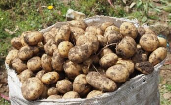 Perunat - luonnonvaraiset lajit ja ruokakaupasta ostaneet kotieläimet - ovat kehittyneet kahden kasvin välisestä hybridisaatiosta noin yhdeksän miljoonaa vuotta sitten.