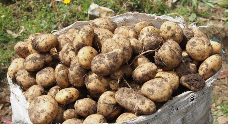 Perunat - luonnonvaraiset lajit ja ruokakaupasta ostaneet kotieläimet - ovat kehittyneet kahden kasvin välisestä hybridisaatiosta noin yhdeksän miljoonaa vuotta sitten.