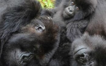 Uuden tutkimuksen mukaan naispuoliset vuoristo gorillat etsivät vanhoja ystäviä muutoksen aikana uudessa ryhmässä.