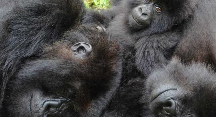 Uuden tutkimuksen mukaan naispuoliset vuoristo gorillat etsivät vanhoja ystäviä muutoksen aikana uudessa ryhmässä.